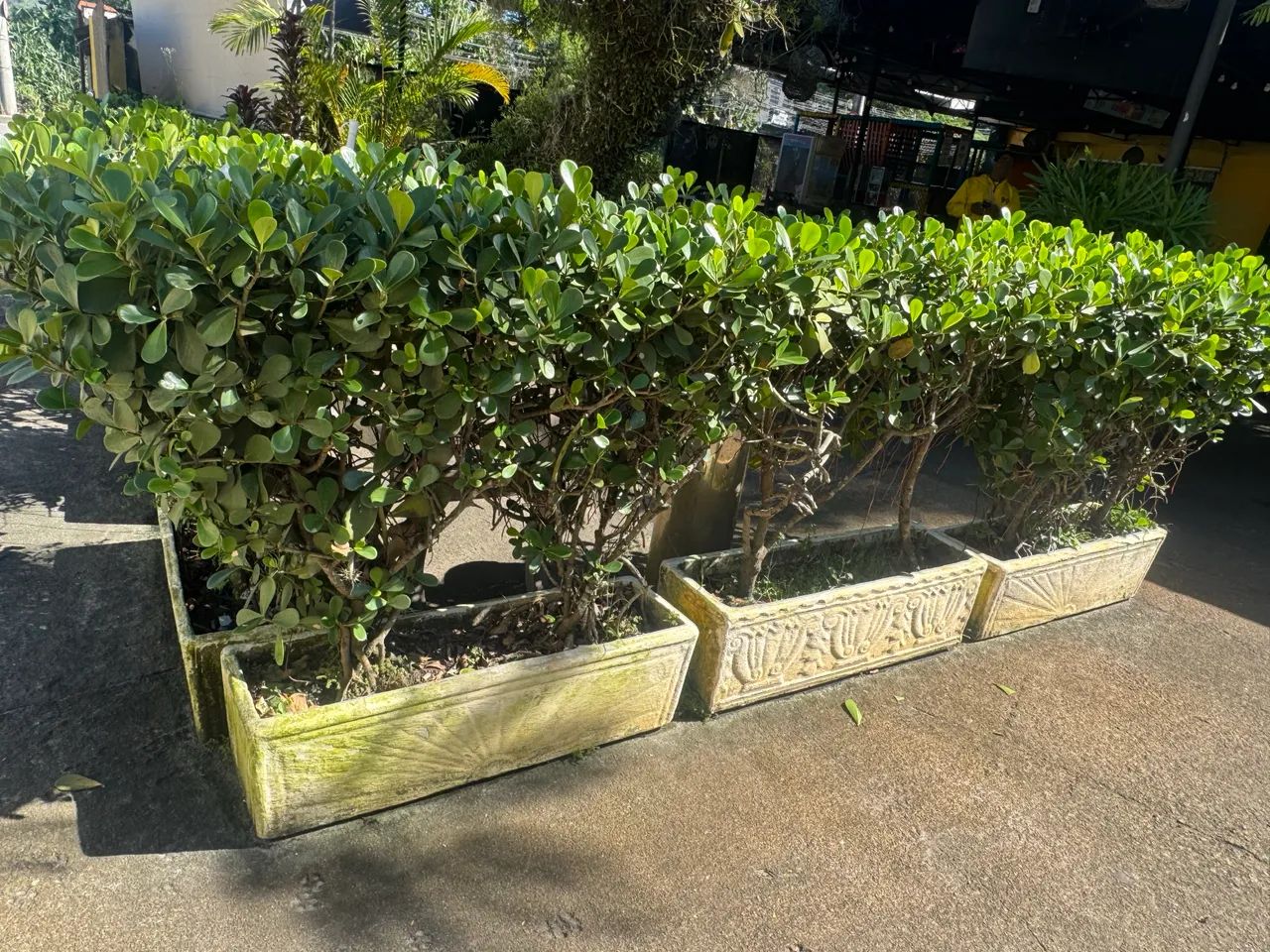 Plantas JARDINEIRA COM CLUSIA - Foto 3