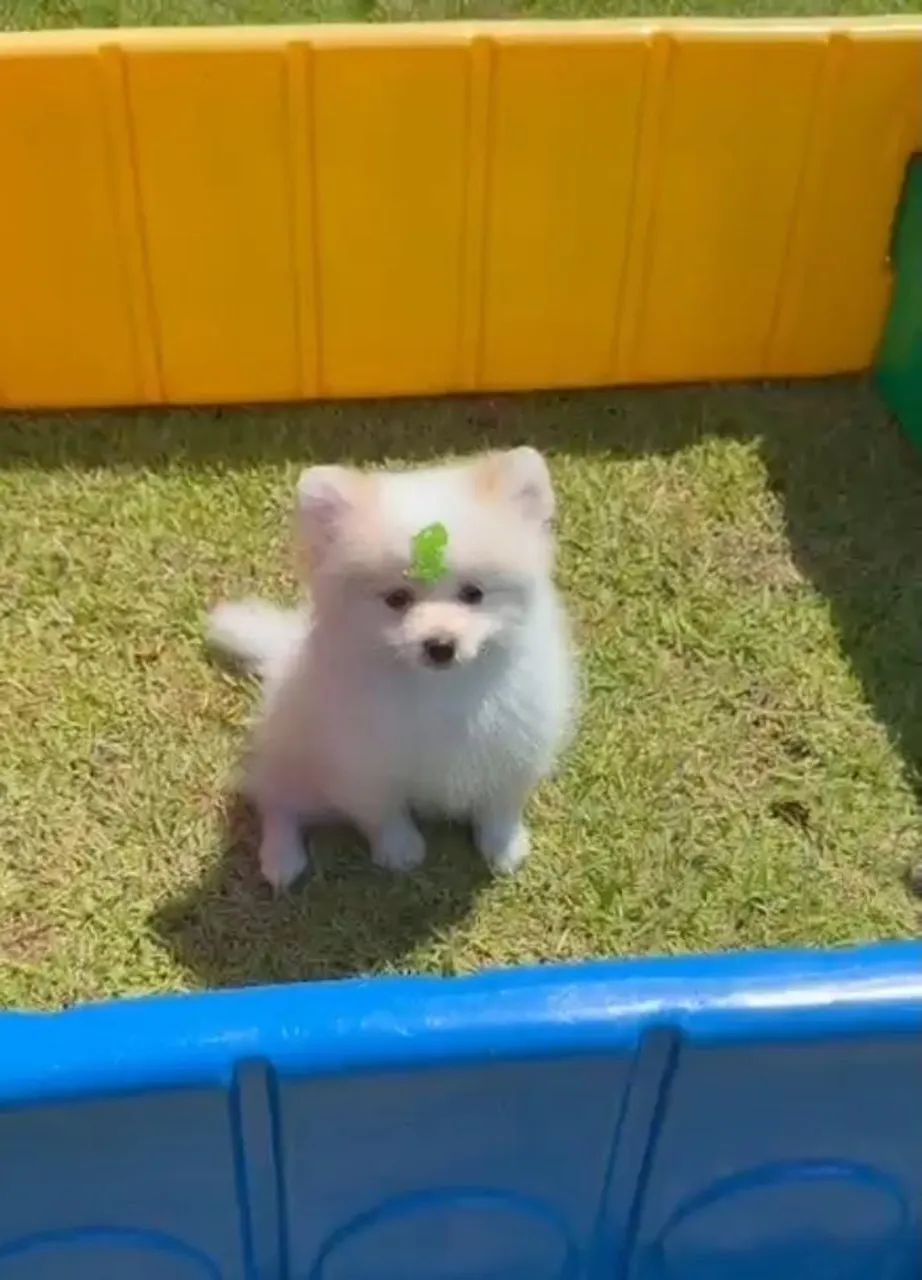 Lulu da pomeranea anão com 62 dias vermifugado 