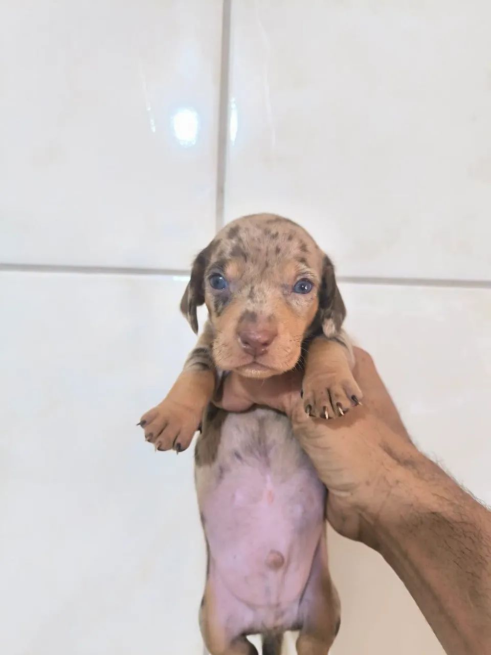 Salsicha mofado , machinho  - Foto 5