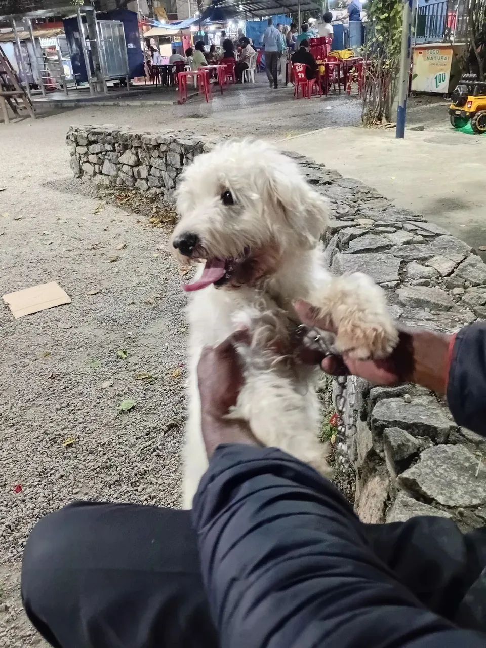 Doação de Poodle  - Foto 5