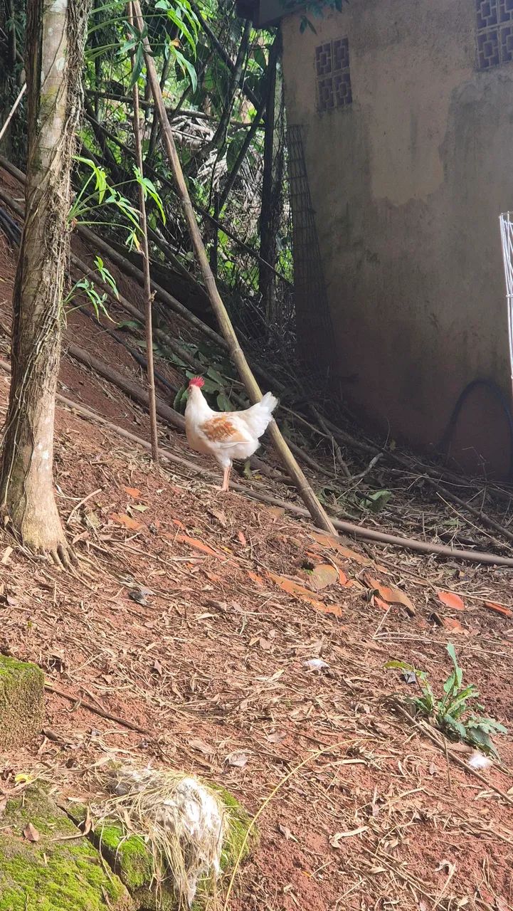 Frangos galos  - Foto 3