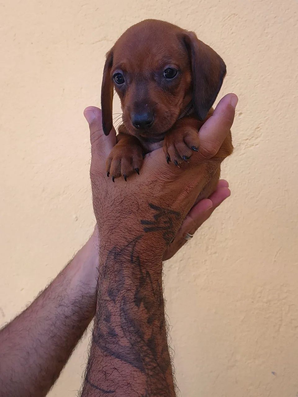 Dachshund  - Foto 3