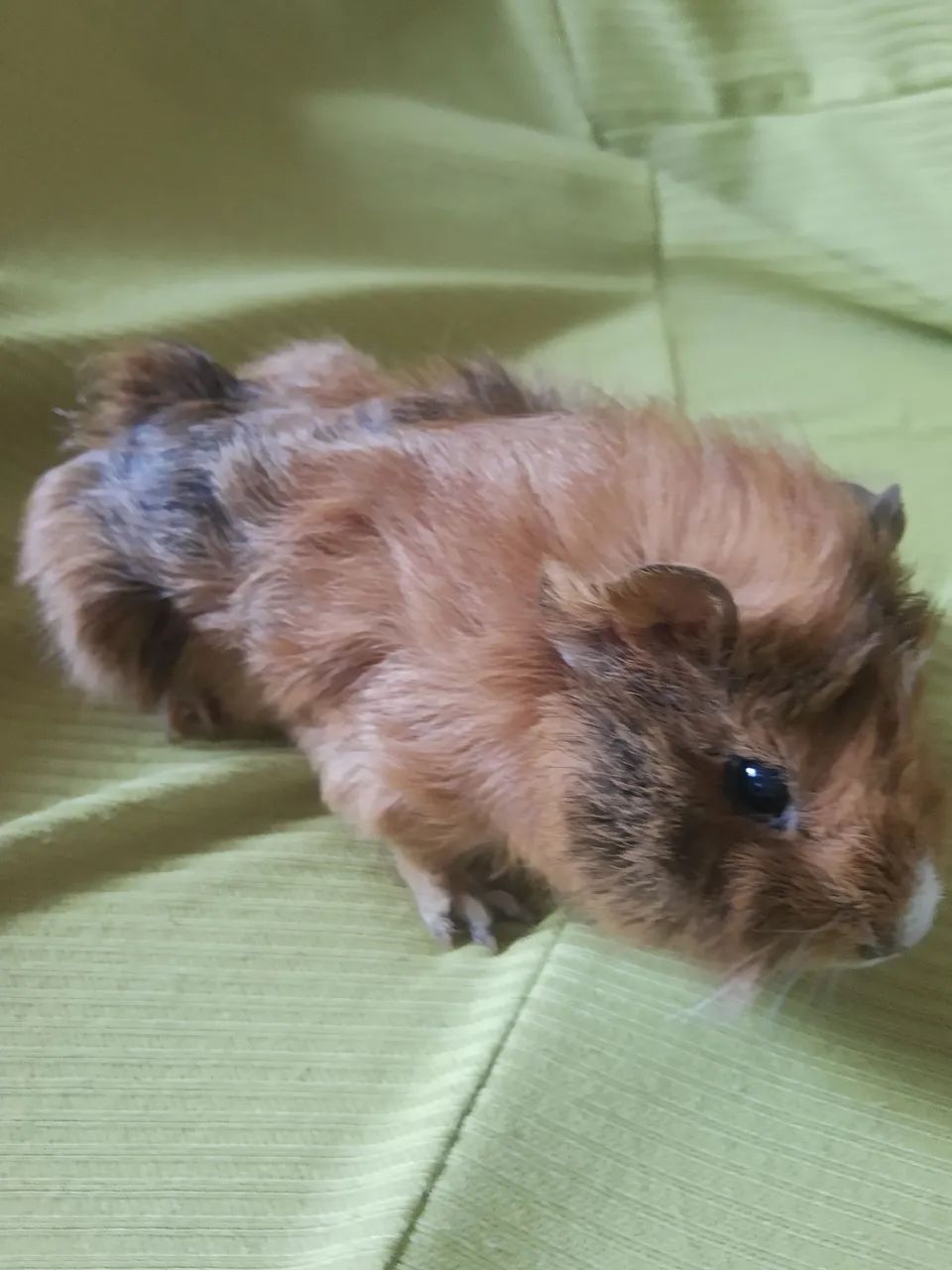 Porquinhos da índia 437443708270028802