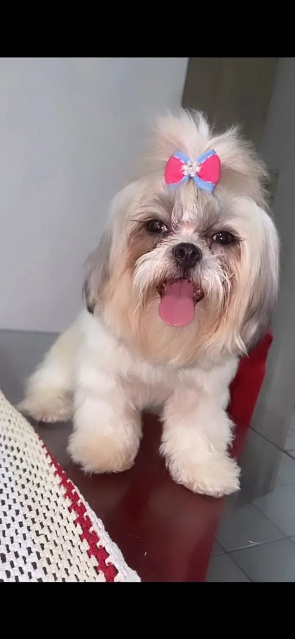 Cachorros