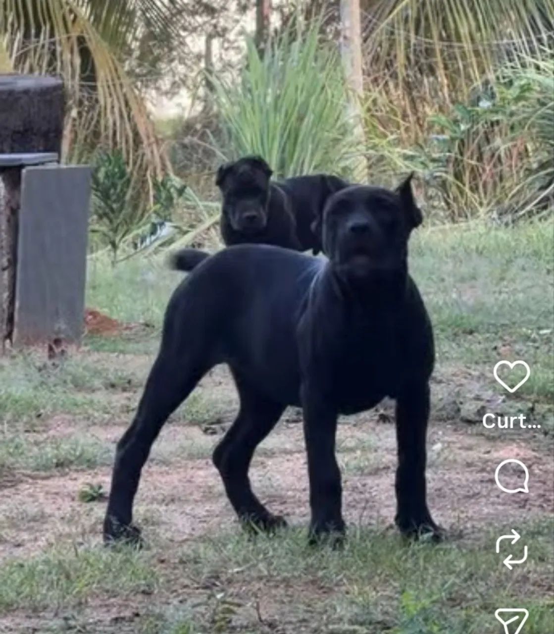 Cane corso - Foto 4