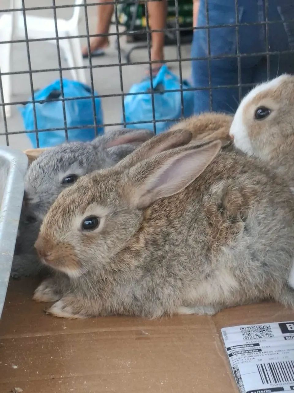 Coelhos - Foto 2