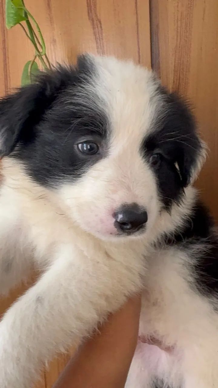 Filhotes de Border Collie - Foto 3