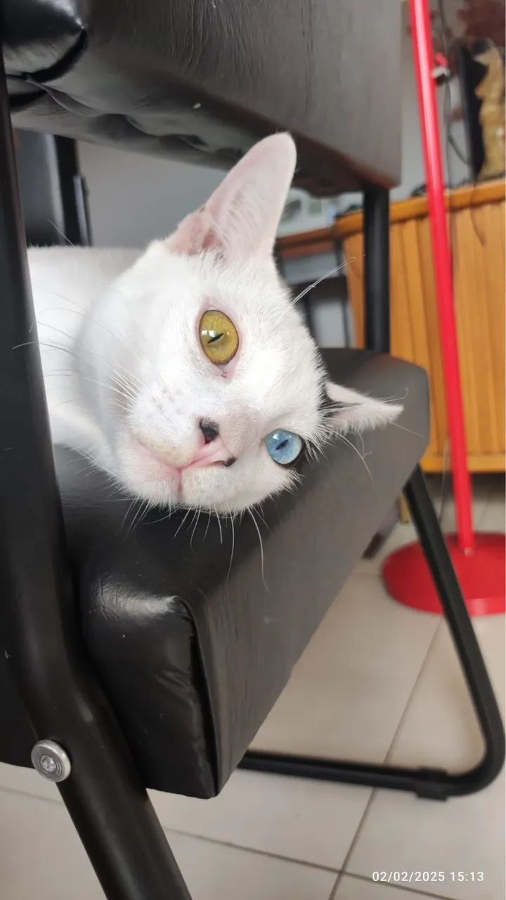 Gato doação  - Foto 2