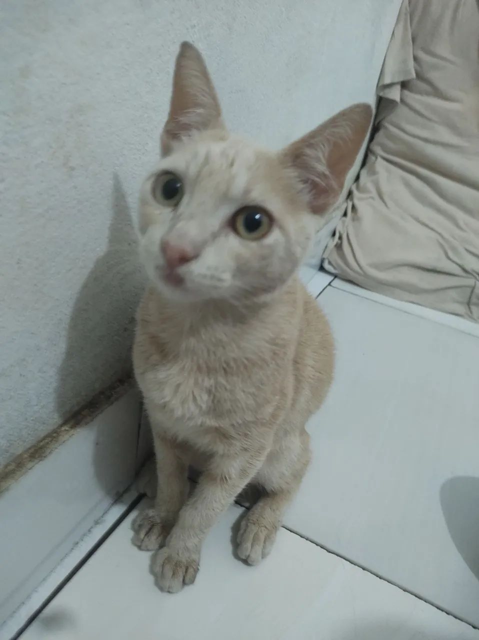 Filhote de Gato Laranja, PRA ADOÇÃO 