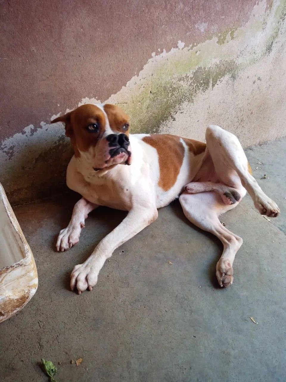 Casal do Bulldog  - Foto 3