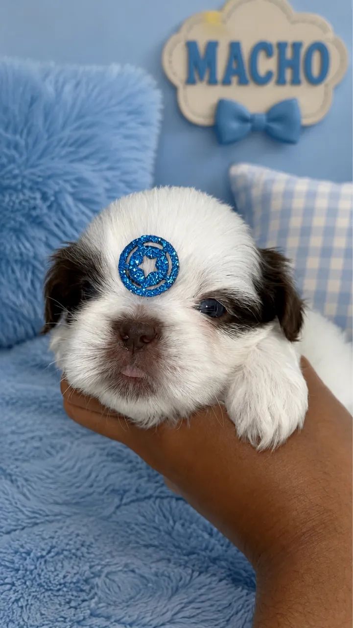 Shih tzu macho