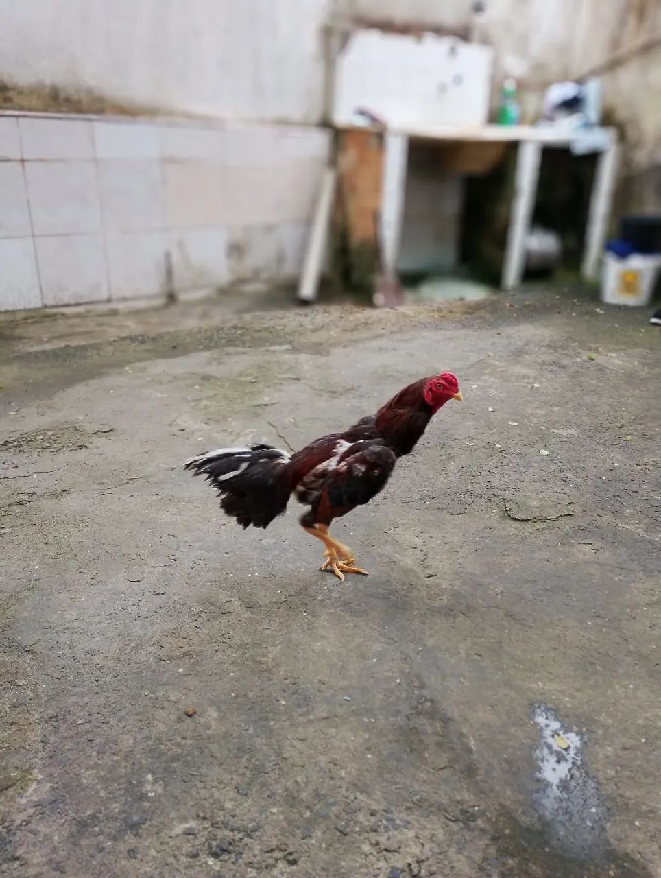 Frango e franga