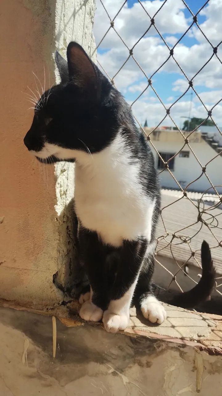 Gato para adoção  - Foto 3