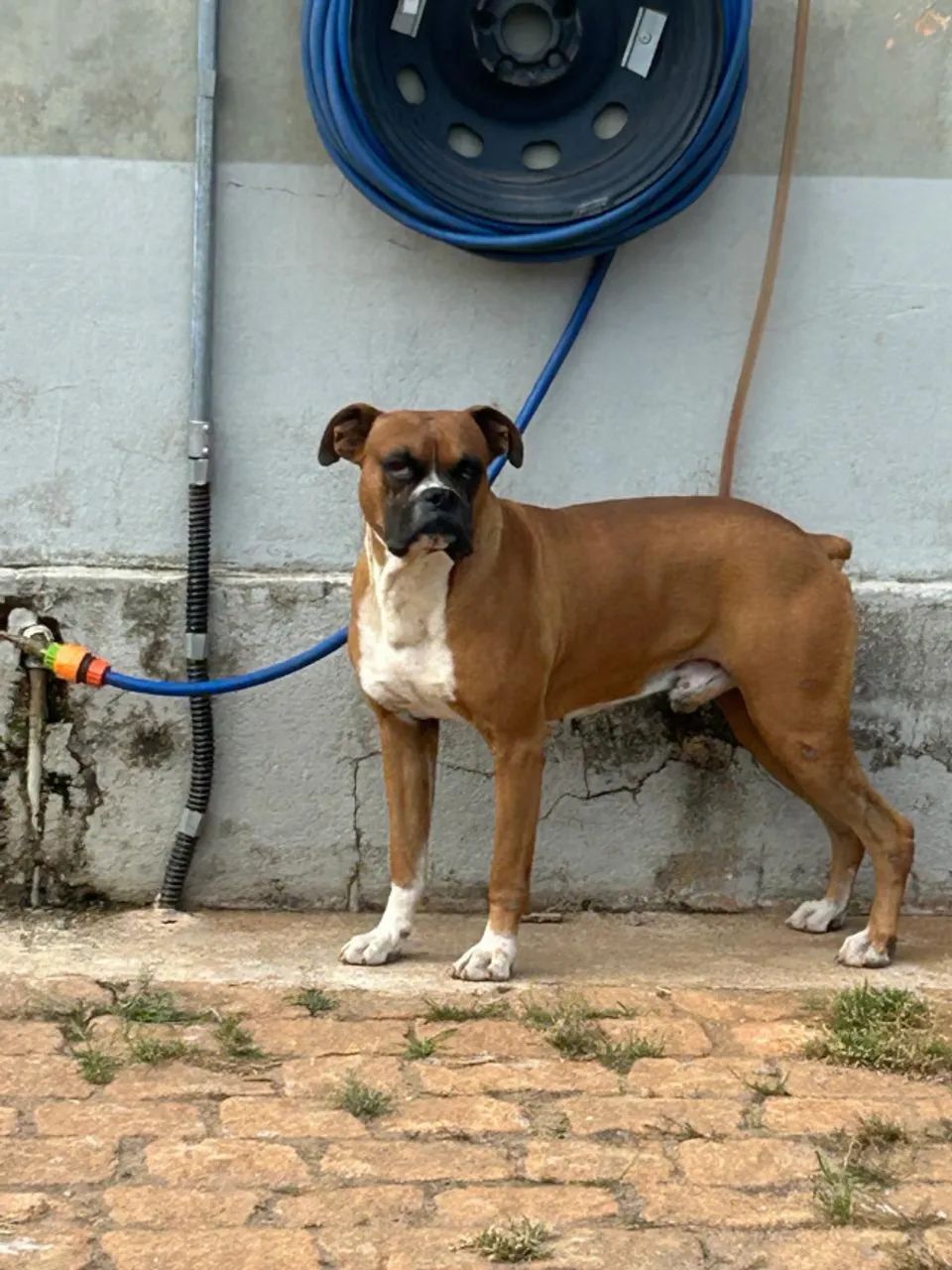 Doação Responsável - Boxer macho - Foto 3