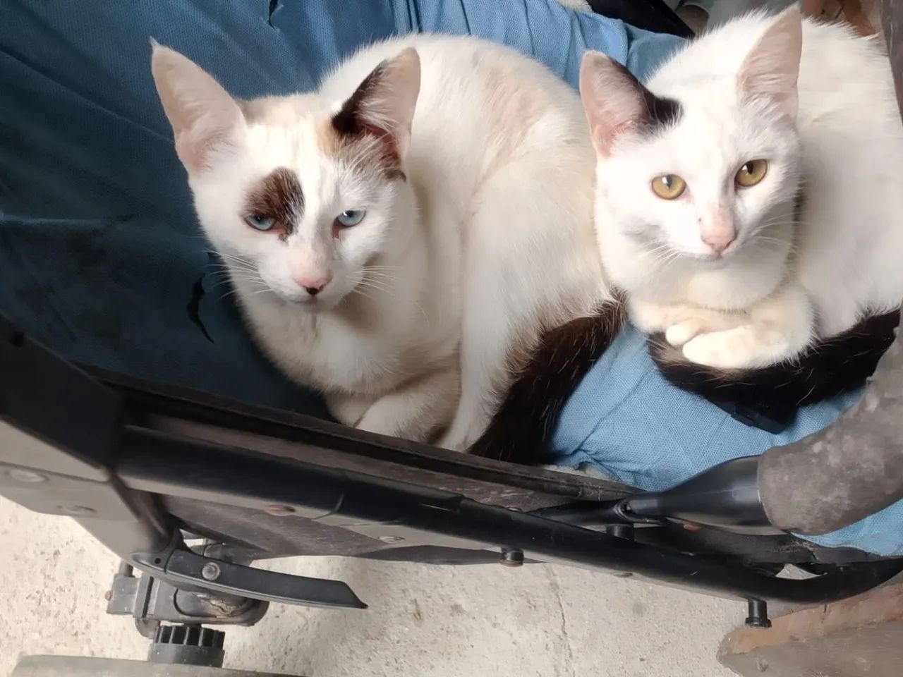 gatinhos para adoção 