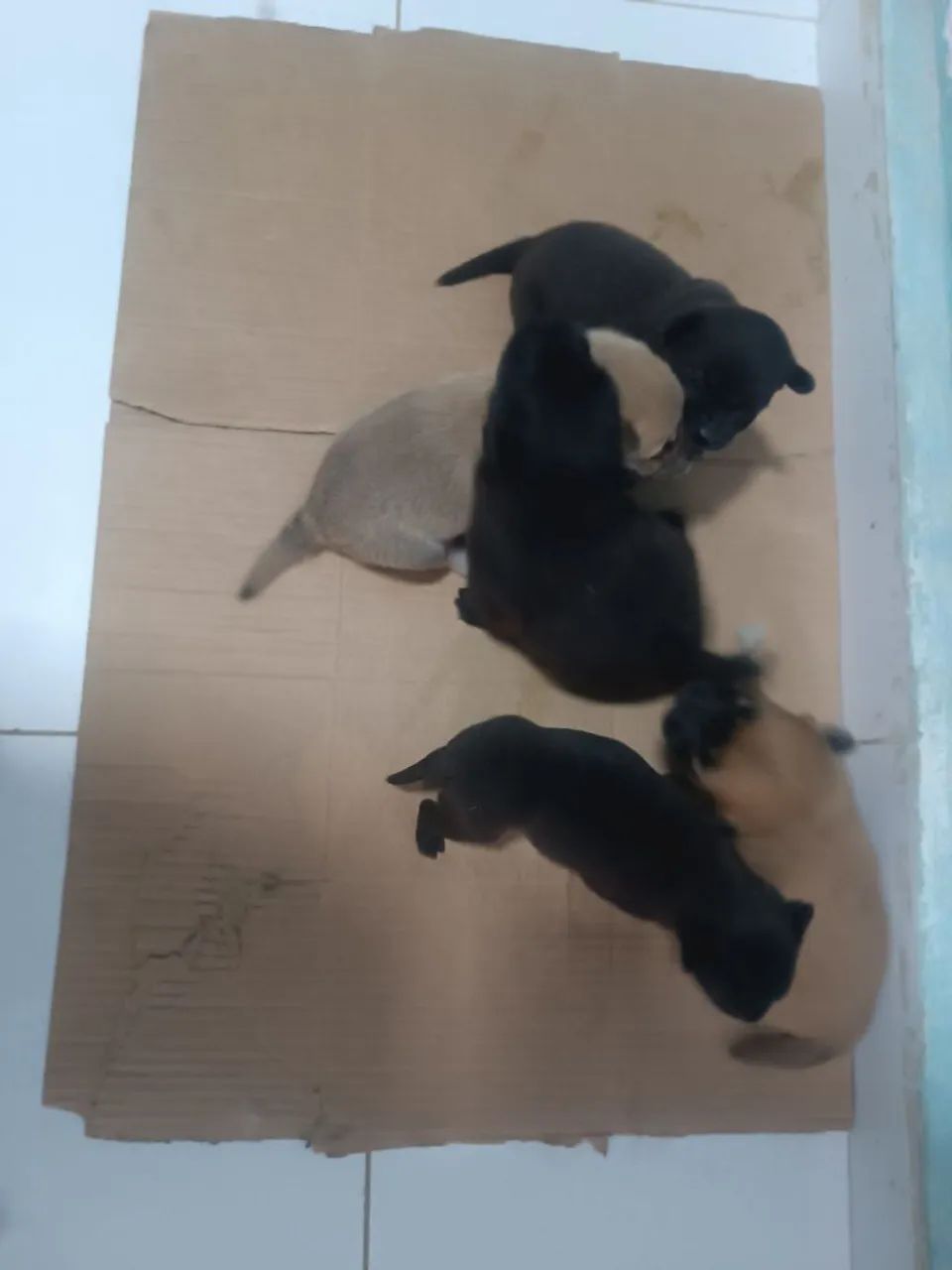 Cachorros - Foto 5