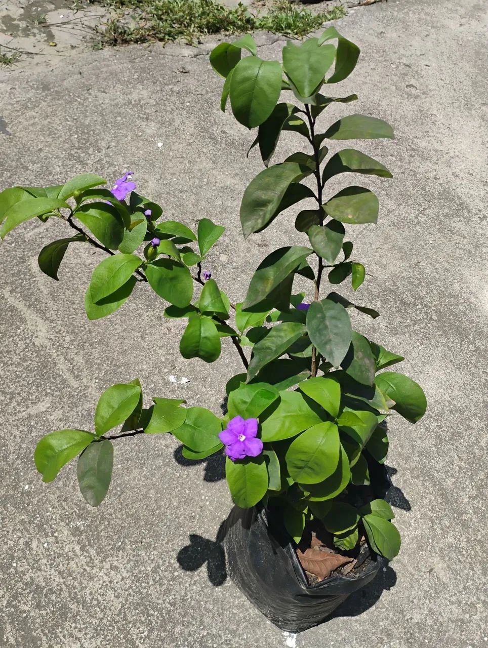 Planta Manacá de Cheiro - Foto 3
