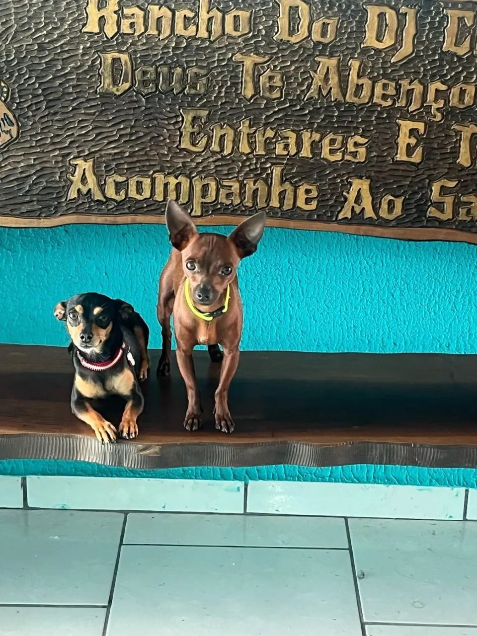 Pinscher - Foto 4