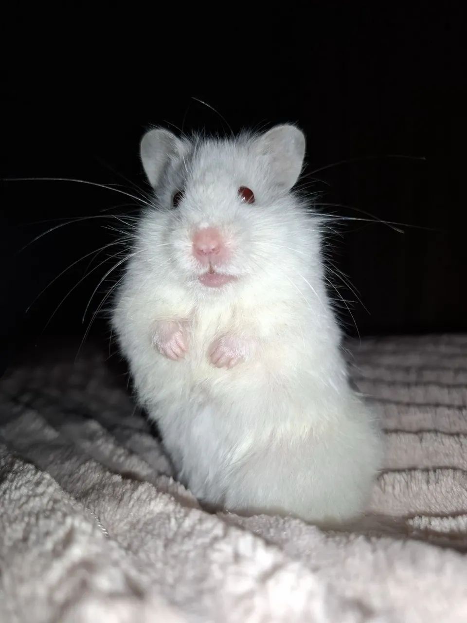 Hamster sírio 