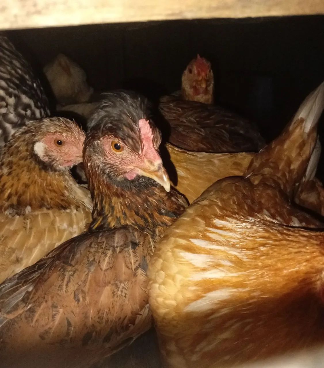 TORRANDO LOTE DE GALINHAS