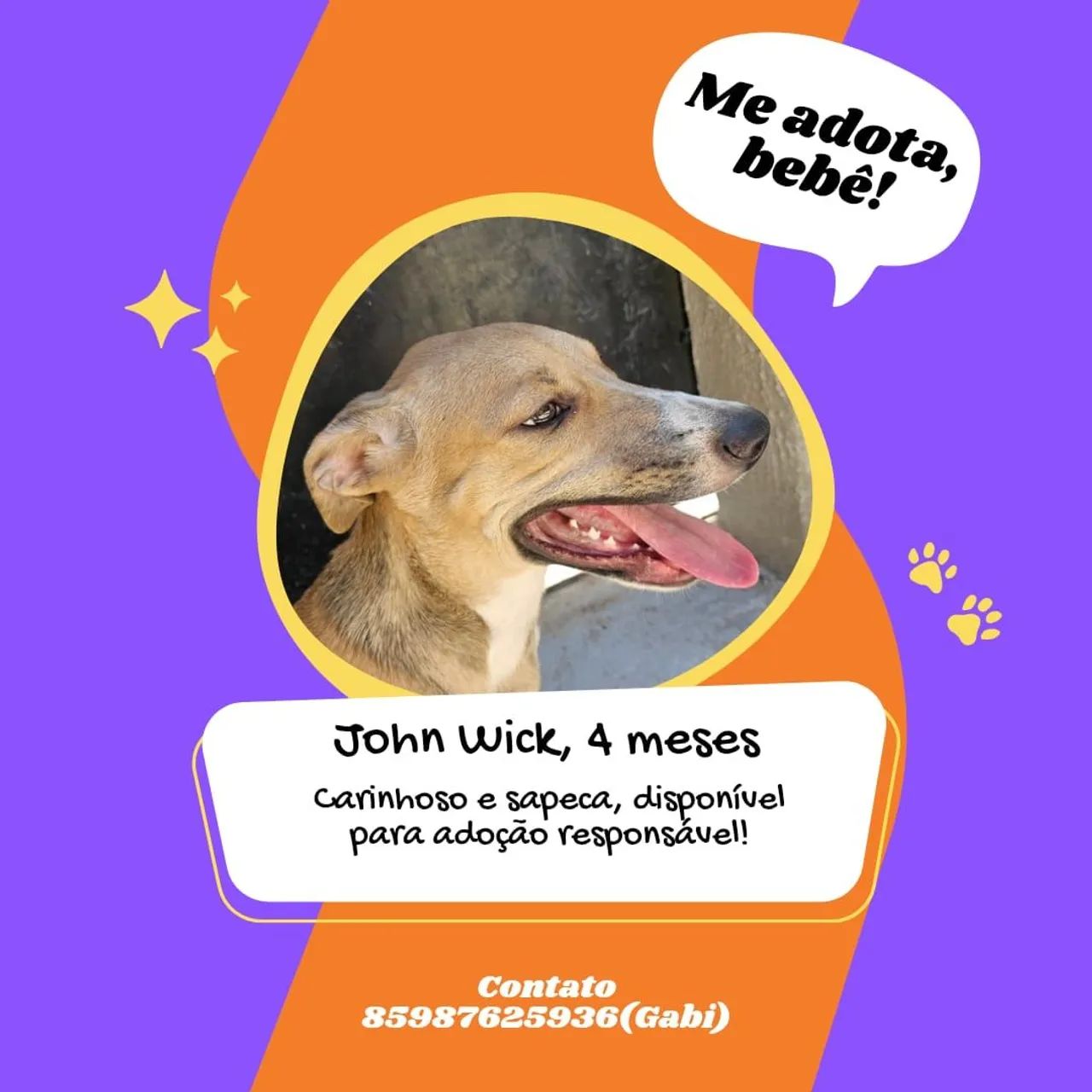 Filhotes para doação 