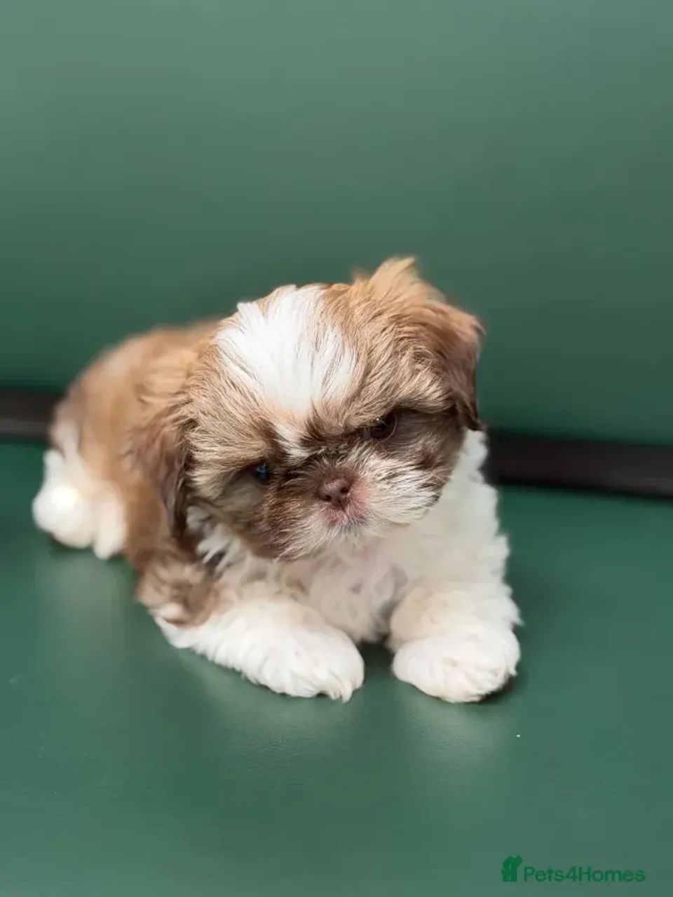 Bebezinho Shih tzu/ shihtzu alegres e cheios de carinho