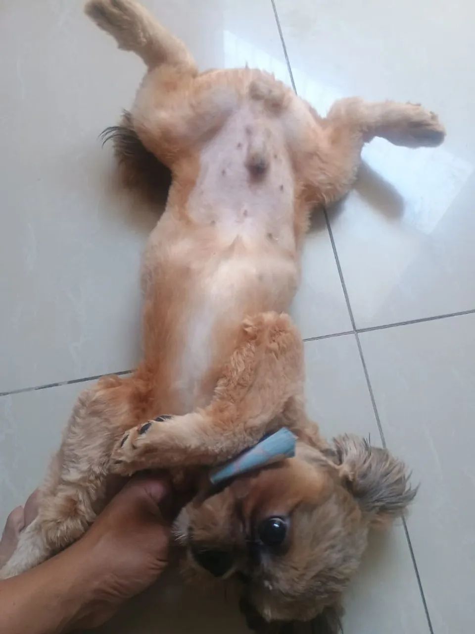 Cachorro  - Foto 3