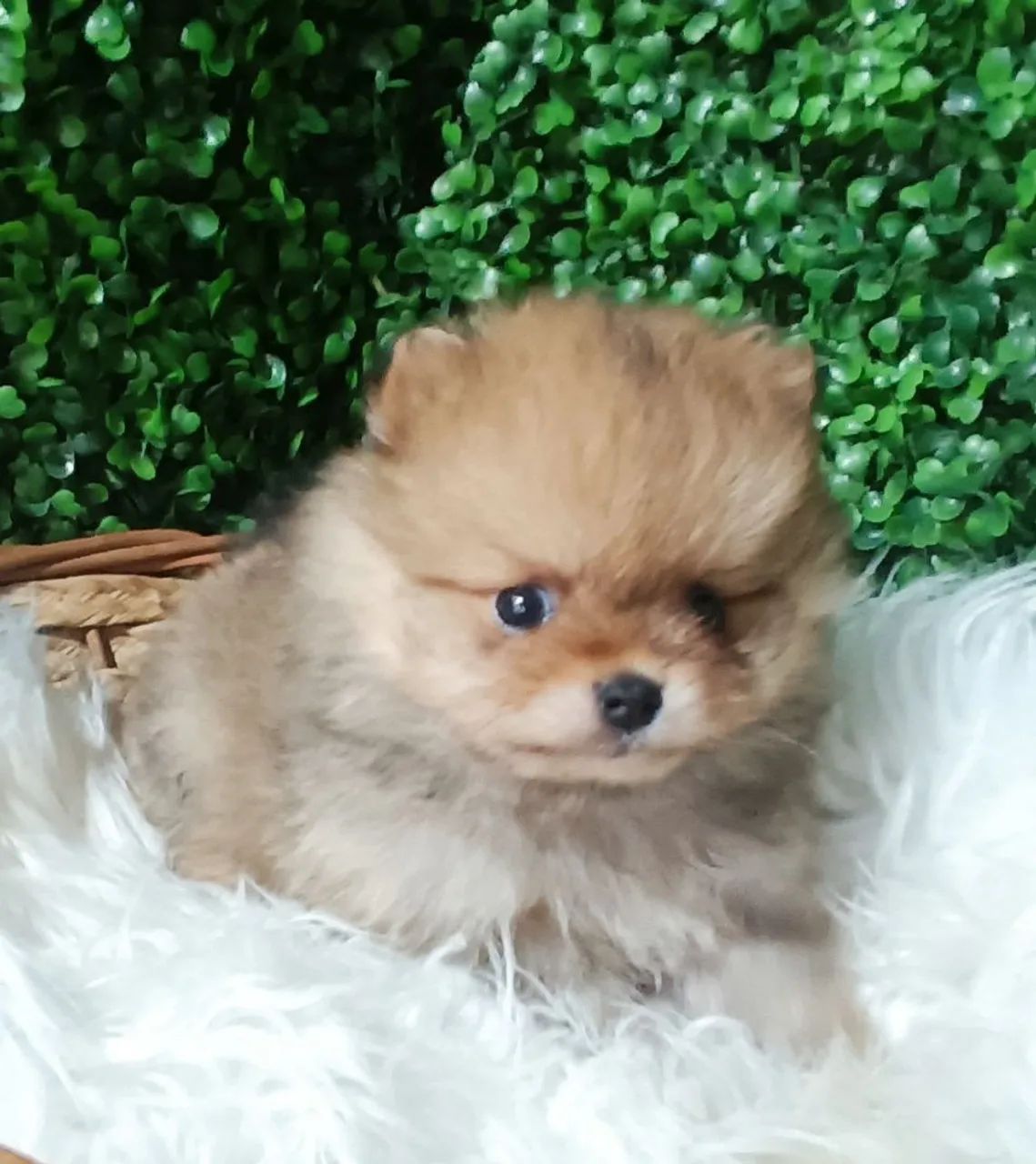 Lulu da Pomerânia anã fêmea  - Foto 3