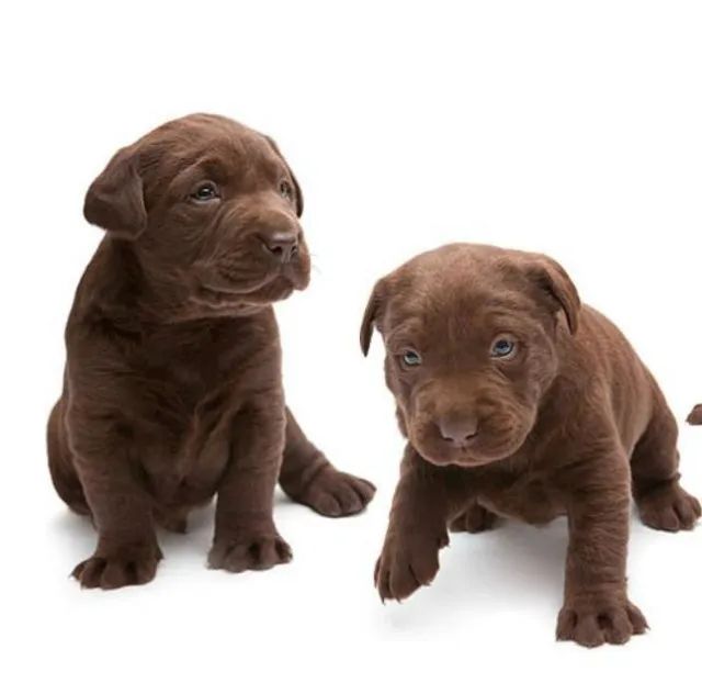 Labrador amigavel, otimo com crianças