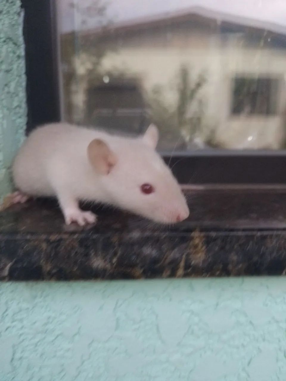 Twister filhotes  - Foto 4