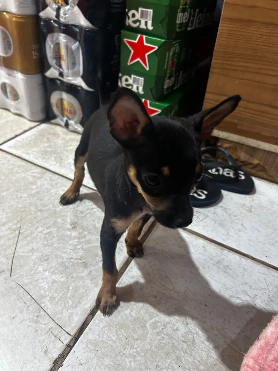 Cachorro pincher 