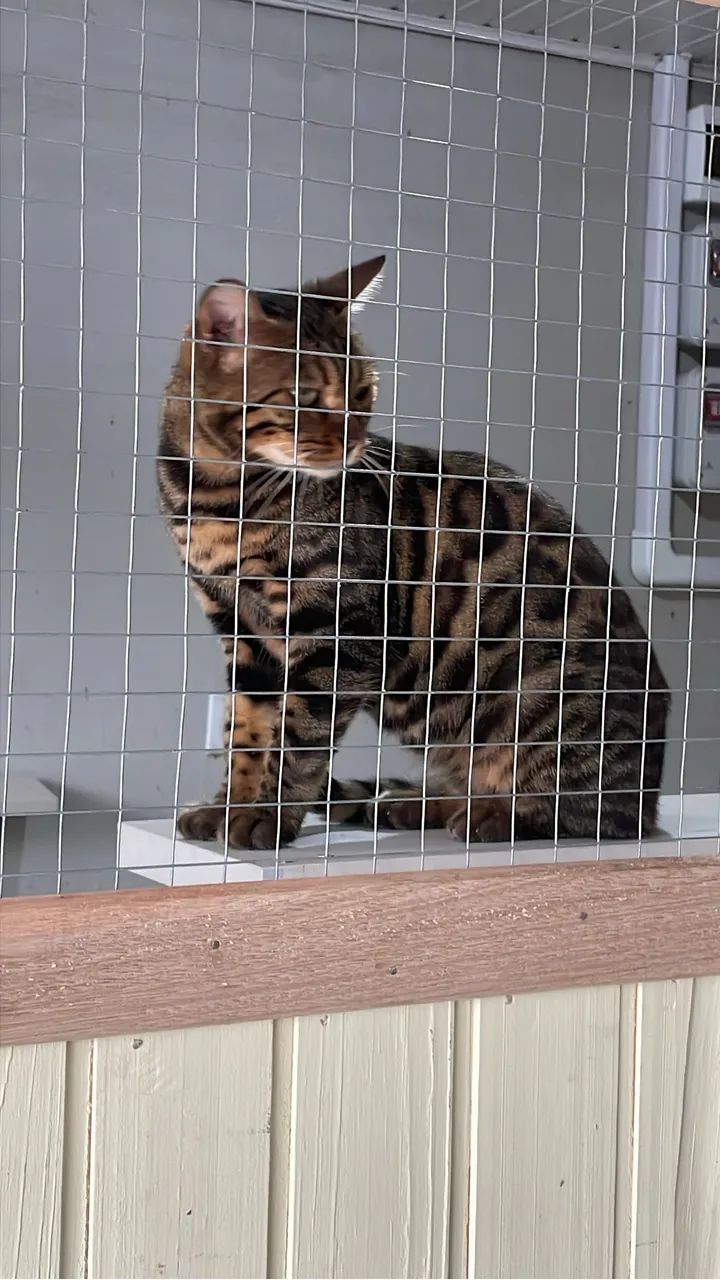 Gatos - Foto 4