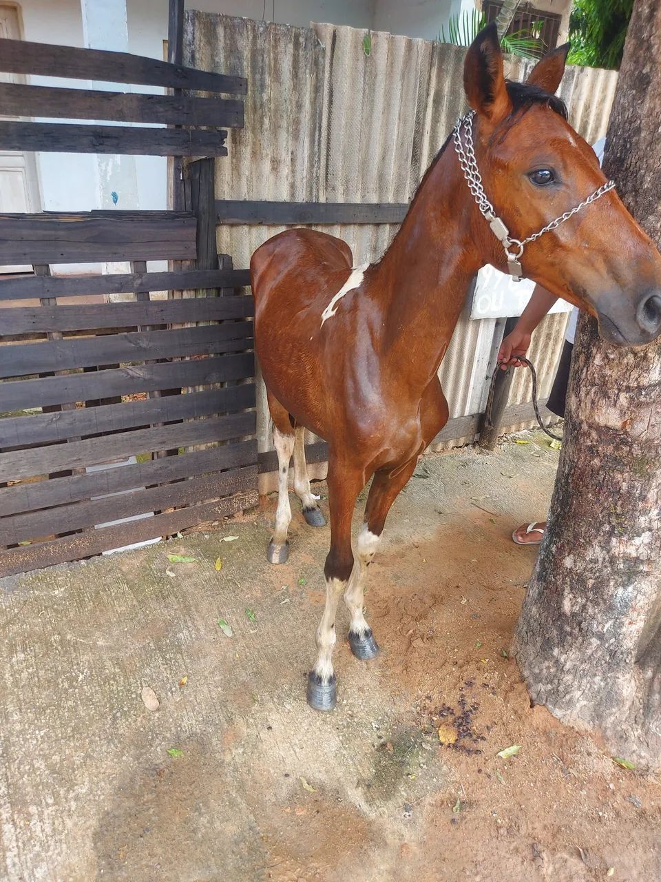 Cavalo - Foto 2