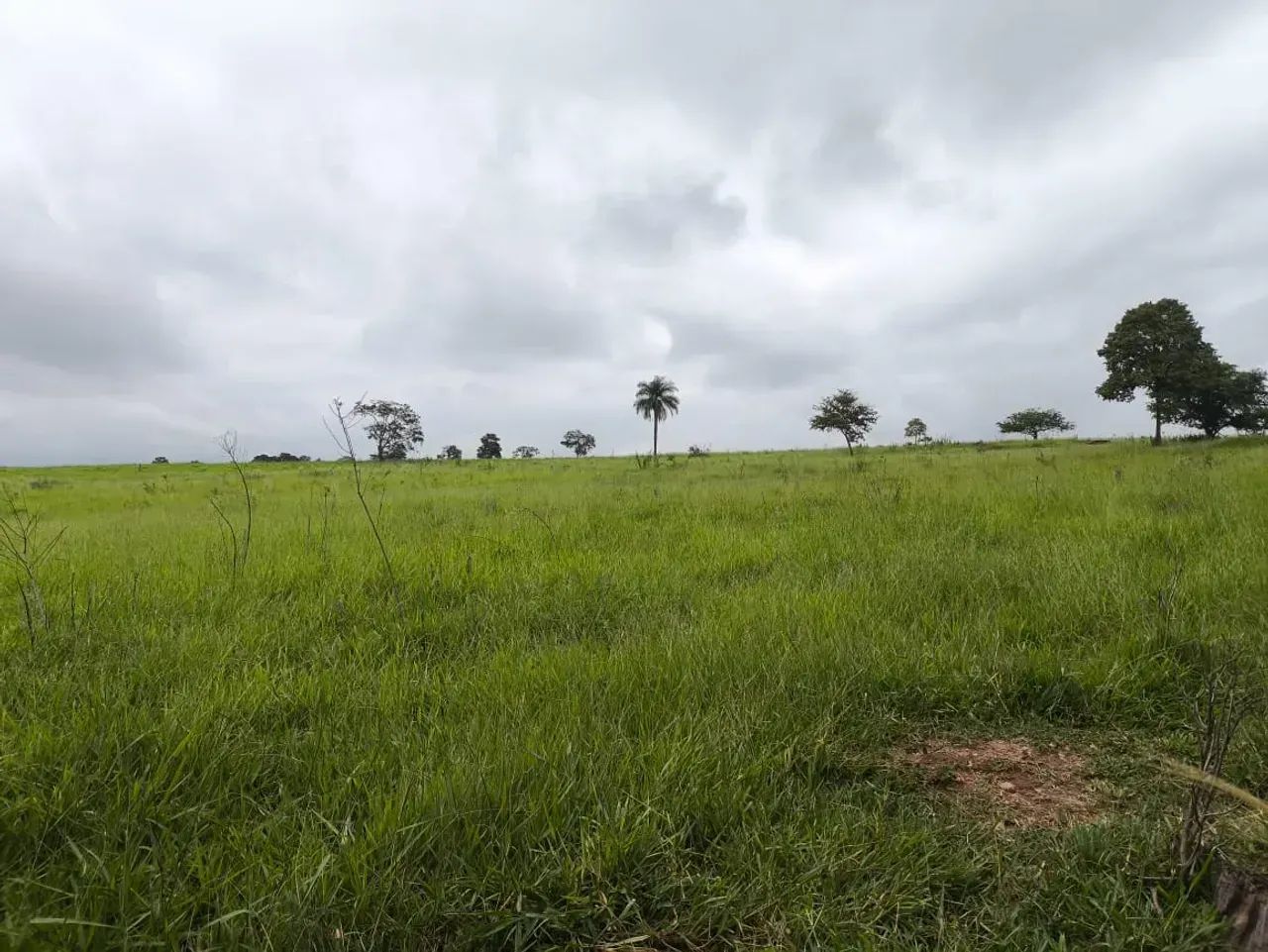 Fazenda para gado ,plantio grãos - Foto 4