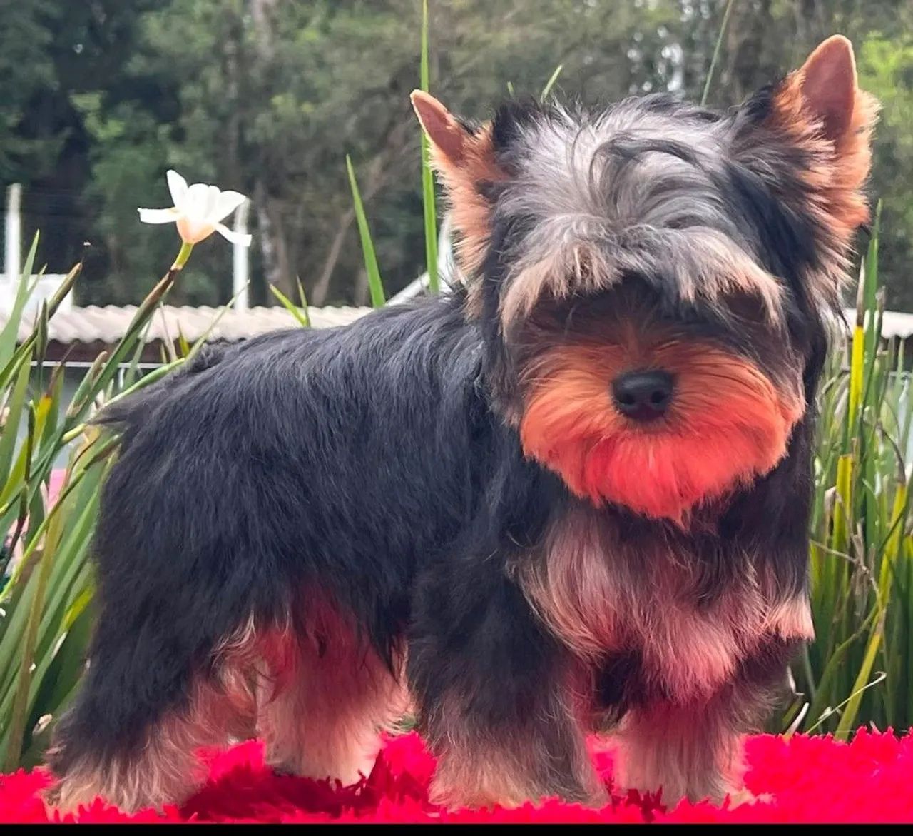 Yorkshire terrier macho  - Foto 2