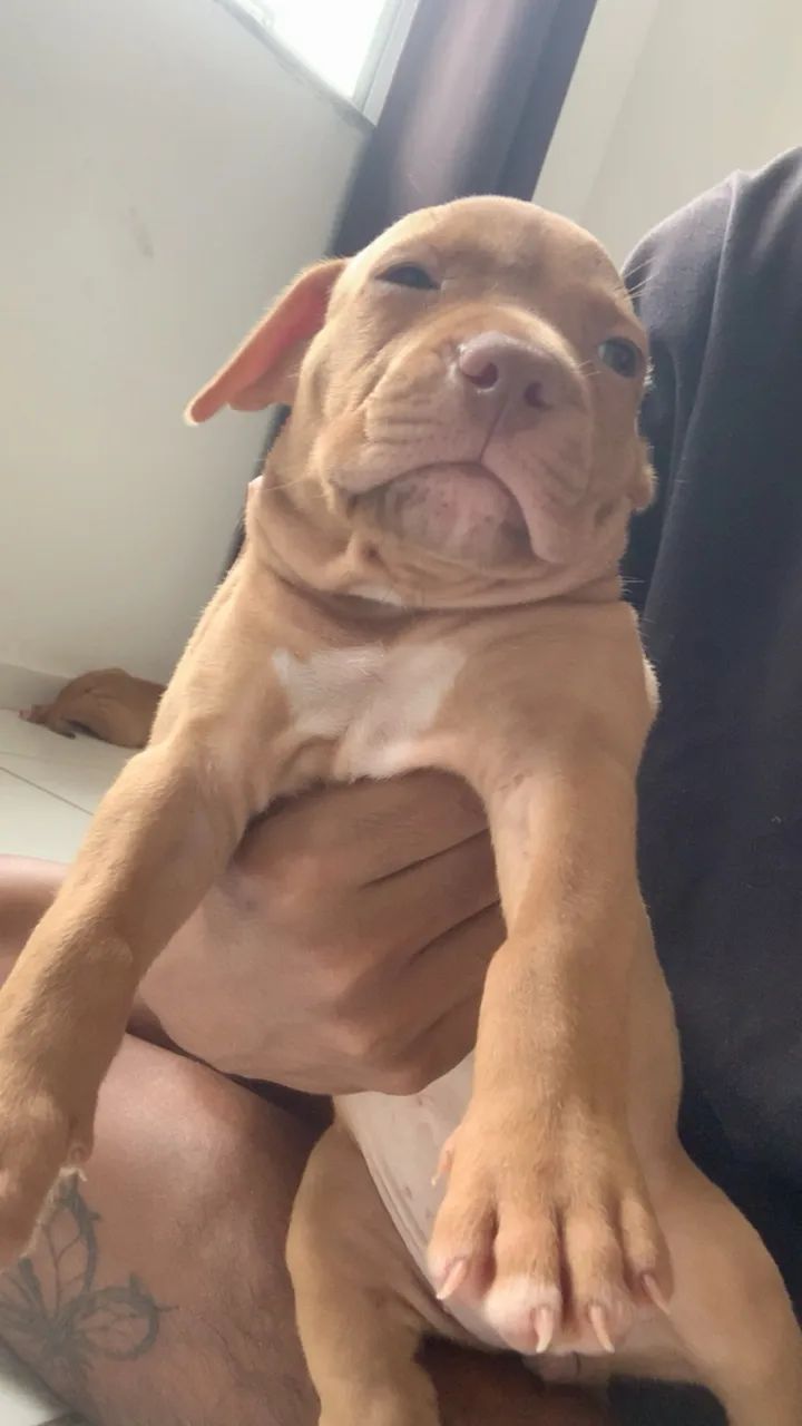 Filhote de pitbull 