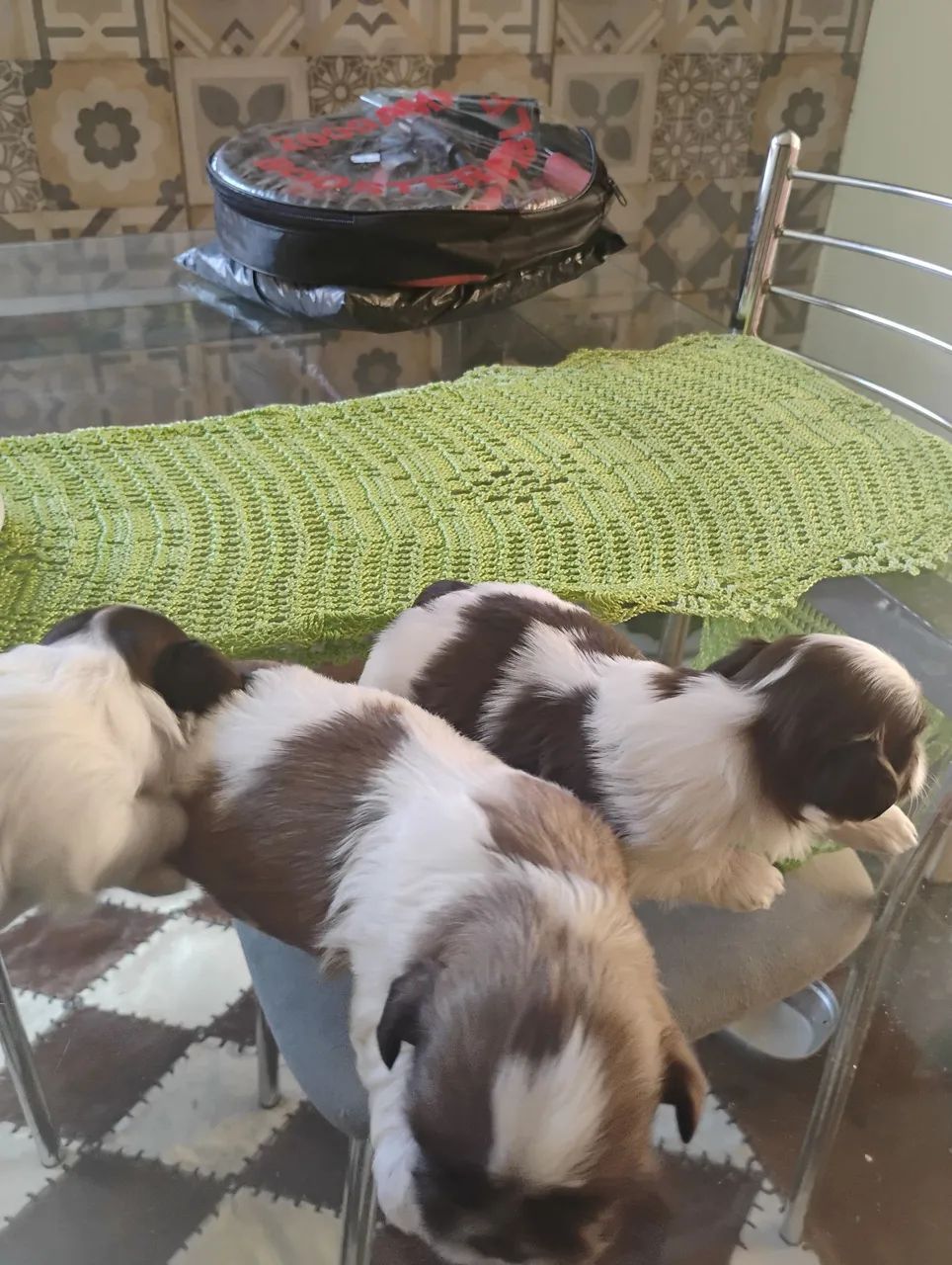 Shitzu miniatura figada 