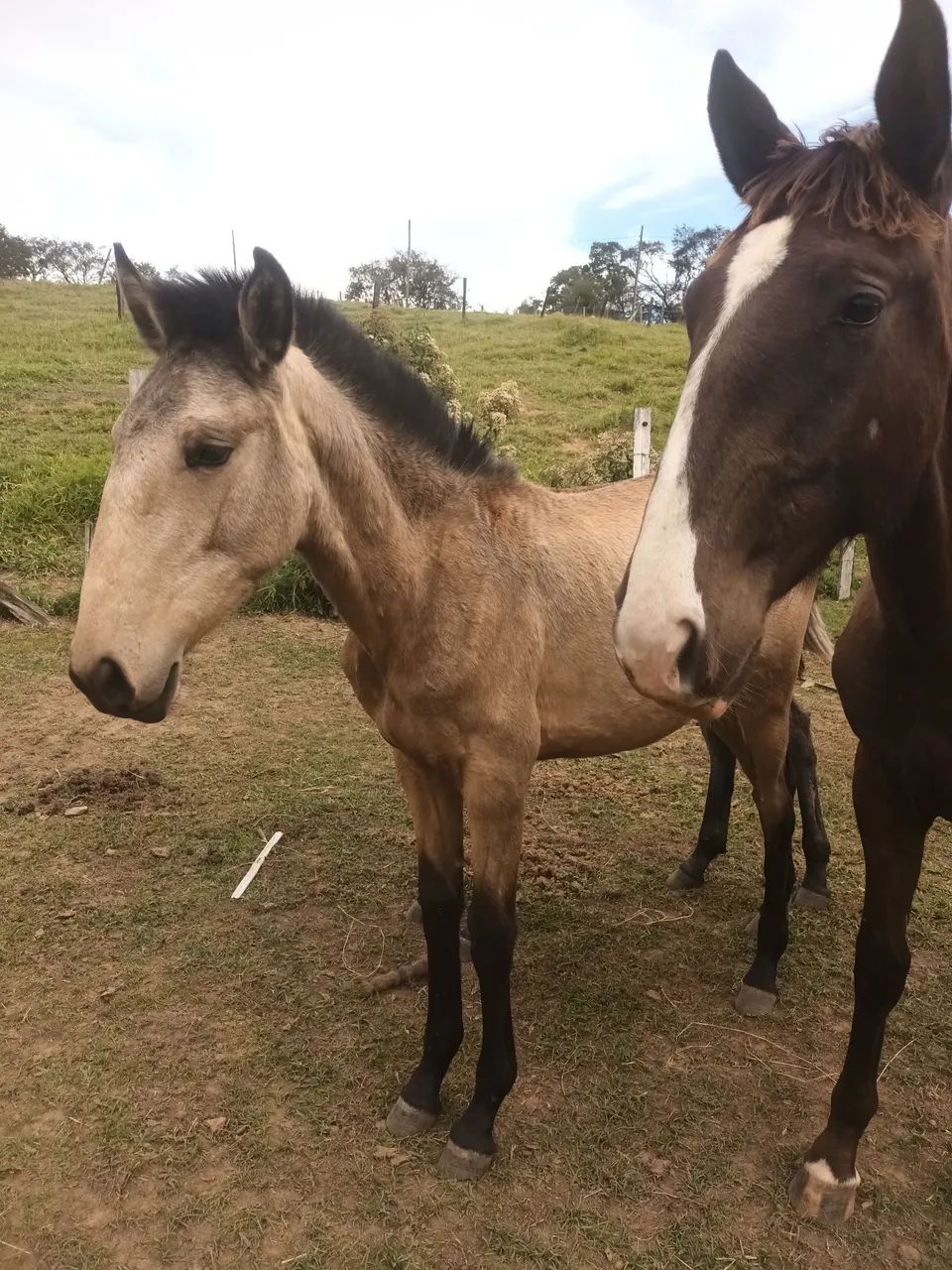 Potra lusitana  - Foto 2