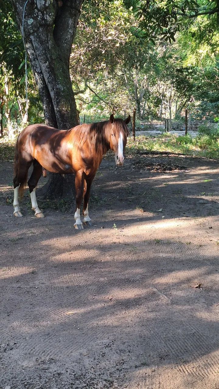 Cavalos