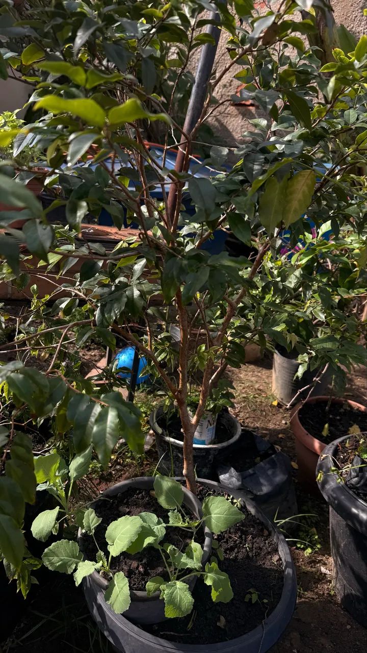 Mudas frutíferas enxertadas produzindo  - Foto 6