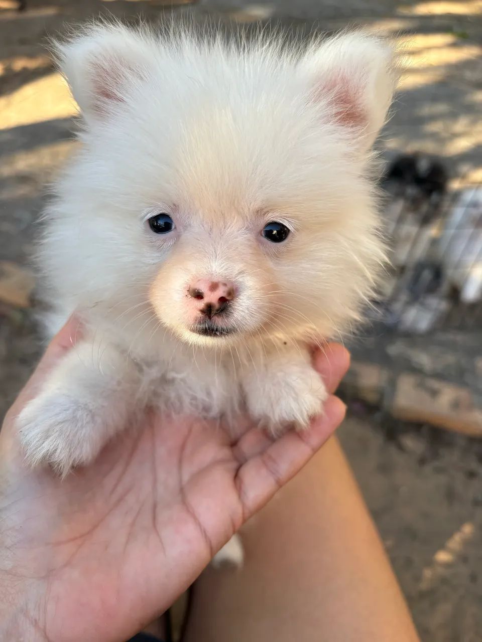 Spitz alemão  - Foto 2