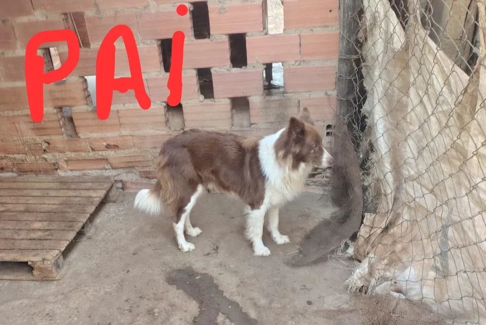 Border collie  - Foto 2