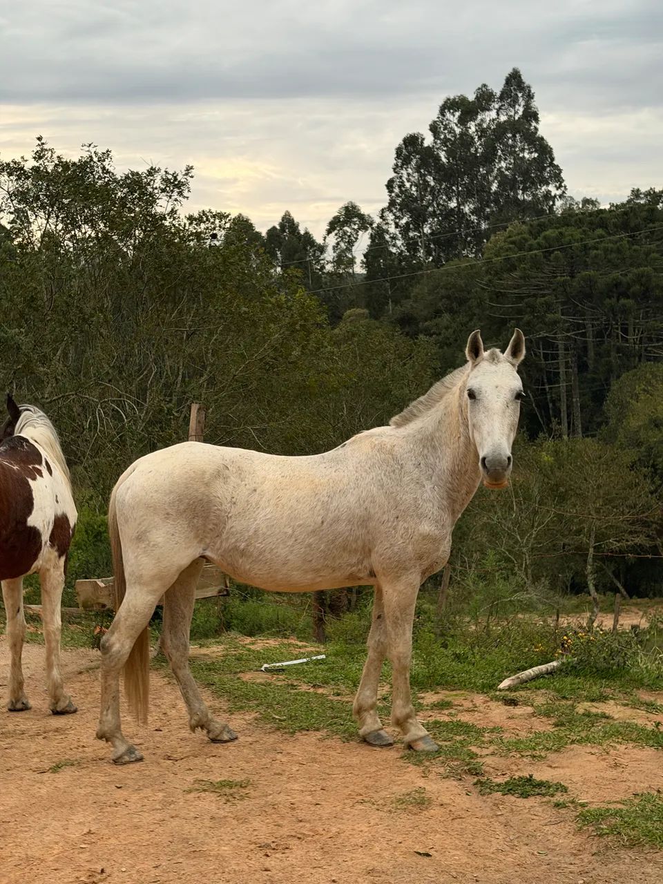 Égua de marcha batida top