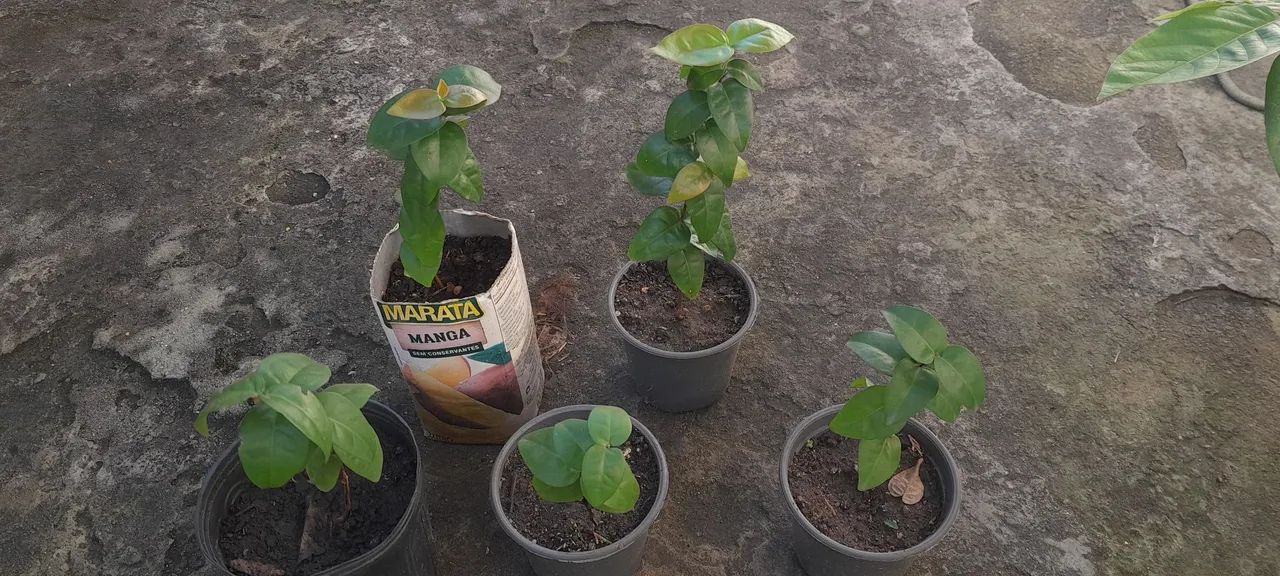 5 Mudas de pitanga 