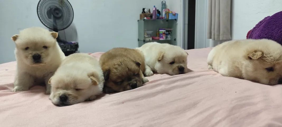 Filhotes de Chow chow - Foto 2