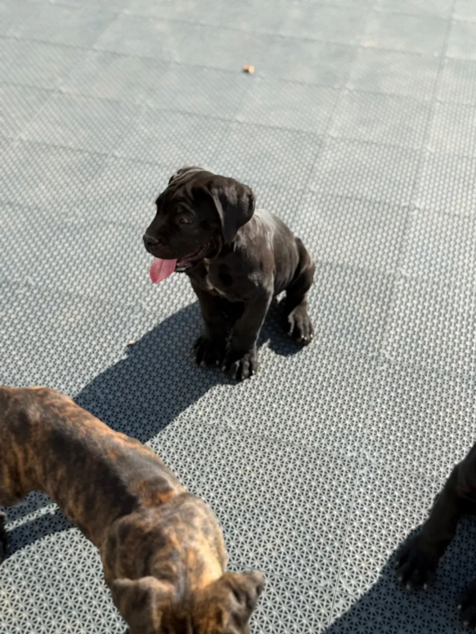 Filhote Cane Corso  - Foto 2