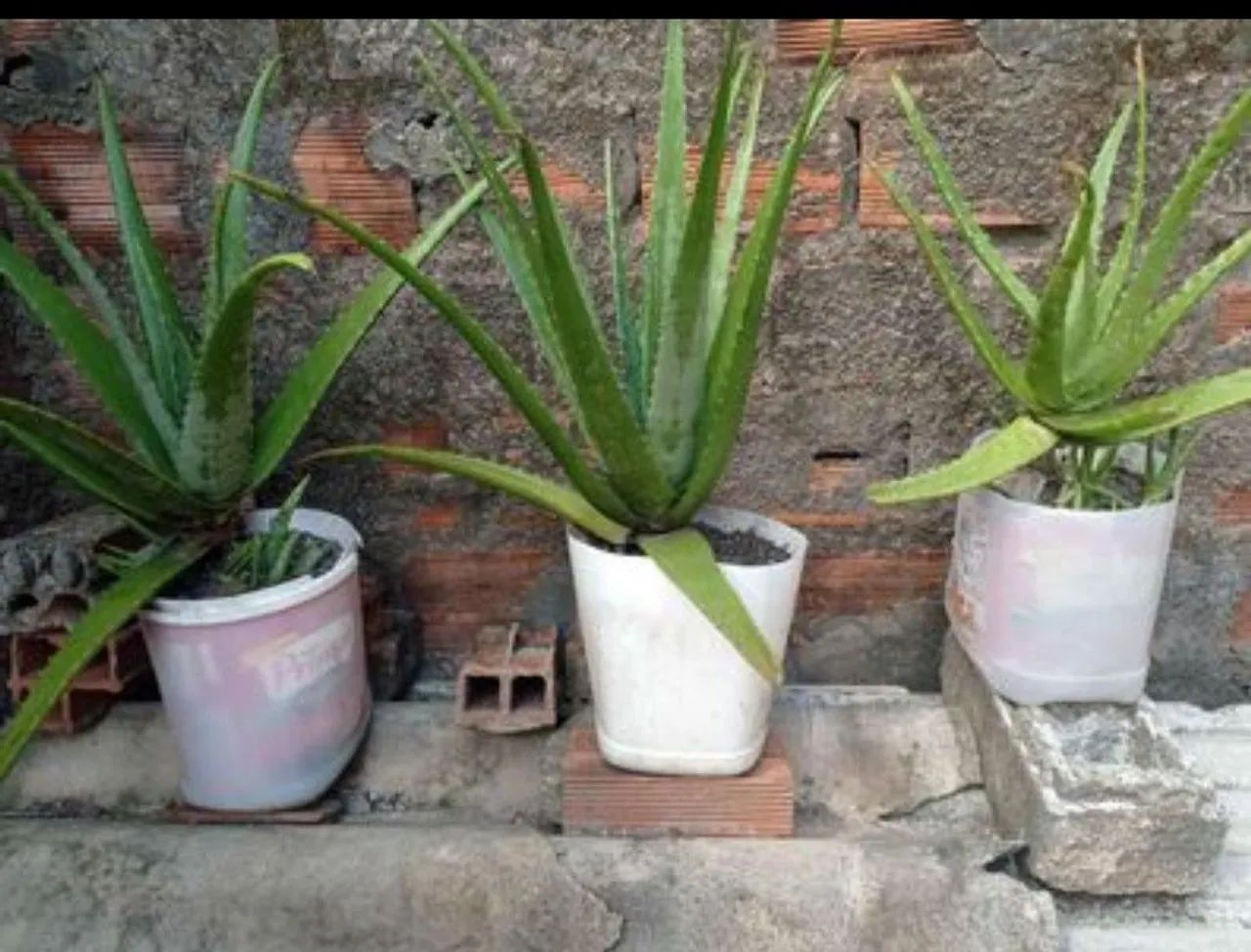Barbosas (aloe-vera)