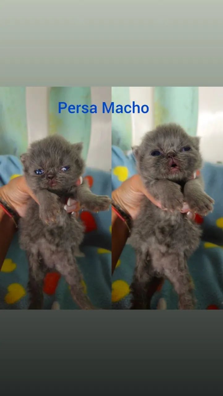 Persas e Himalaios Filhotes  - Gatil BSB Cat  - Foto 5