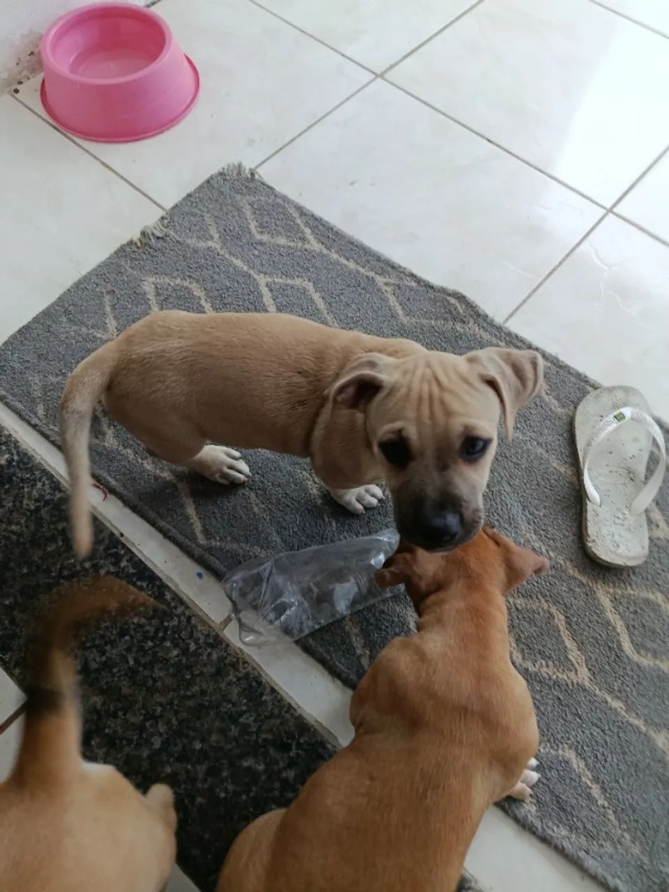 Filhotes pitbull - Foto 5