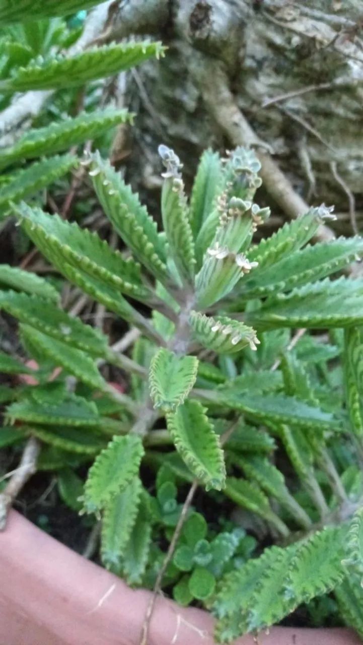 Suculenta  - Foto 2